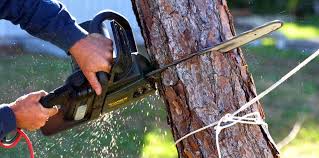 How Our Tree Care Process Works  in  Ware Shoals, SC